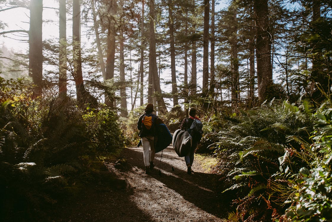 balade forêt