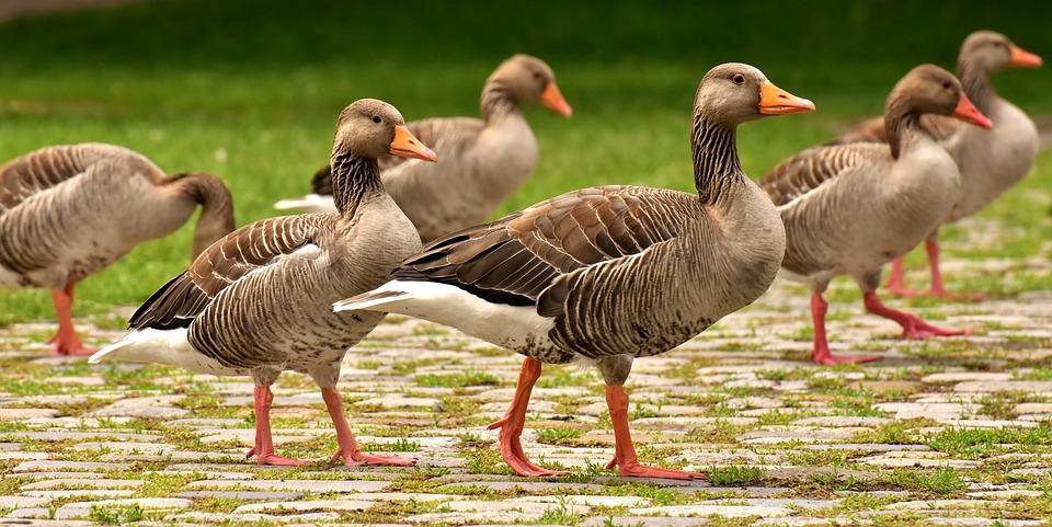 foie gras oie